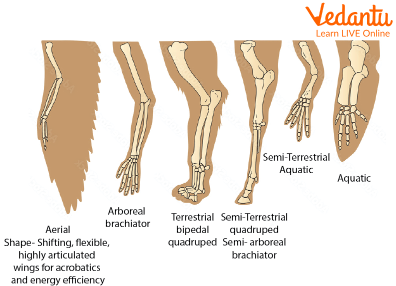 Various Types of Limbs