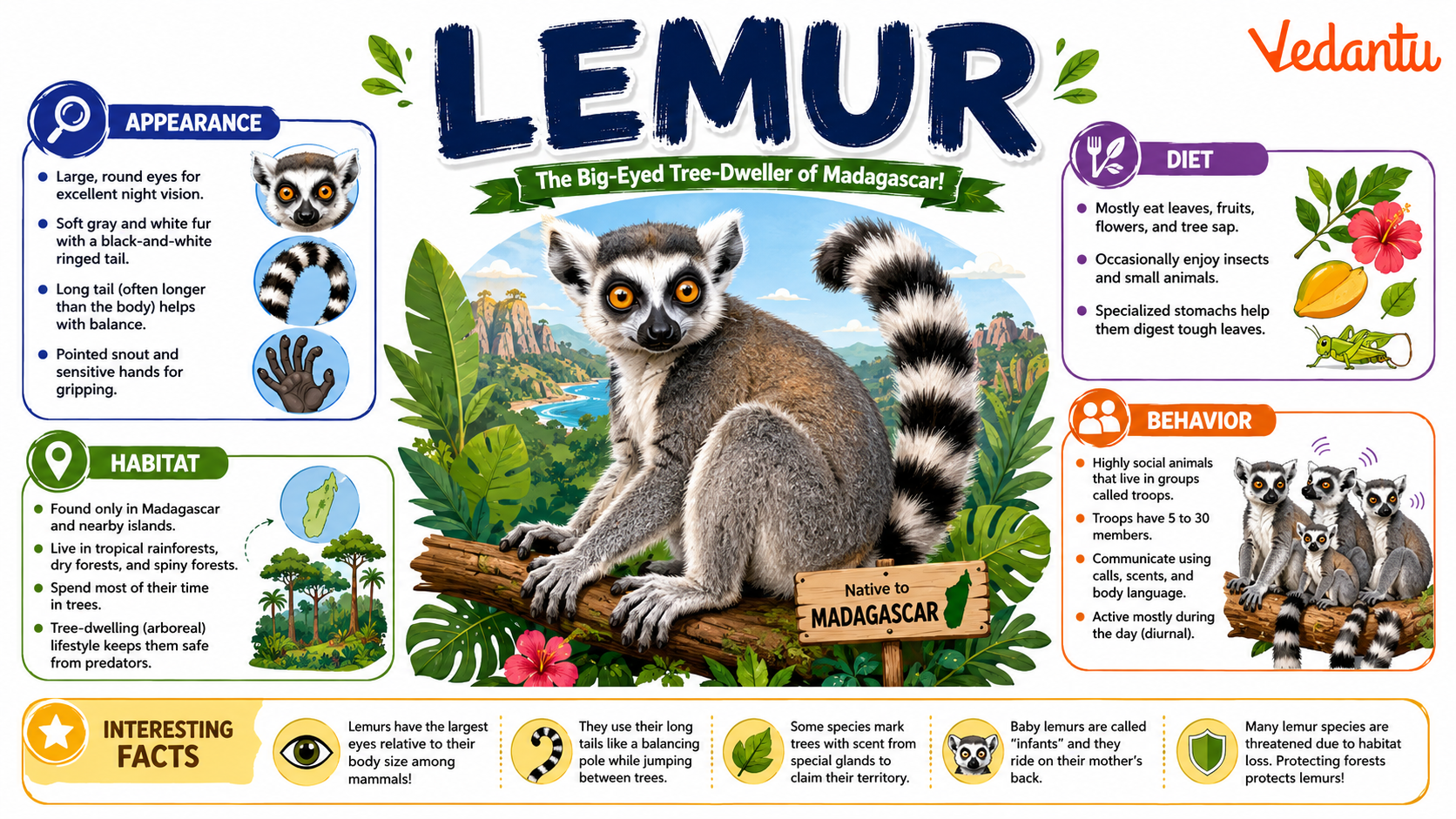 Lemur