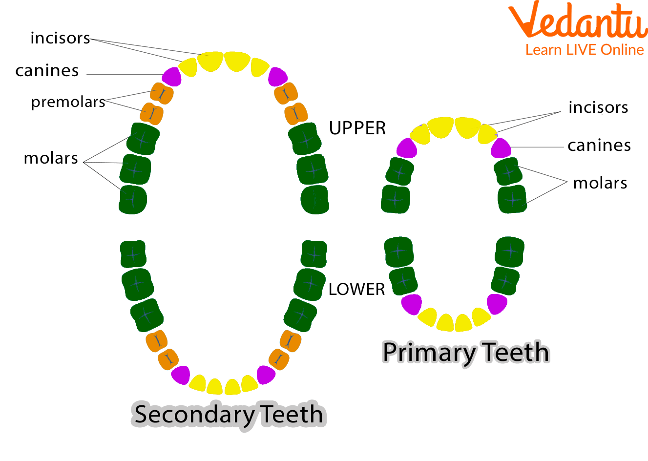 Primary Teeth and the Permanent Teeth Set