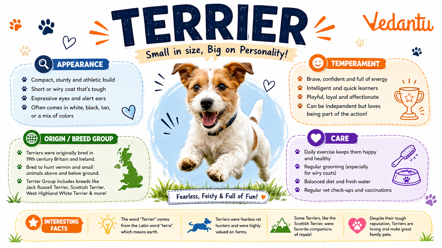 Terrier dog breed standing alert