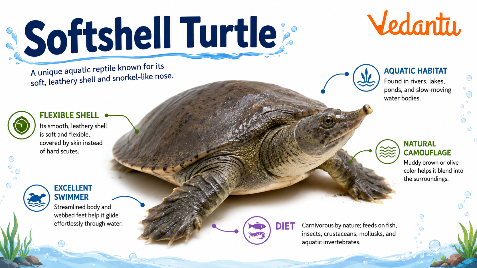 Softshell Turtle