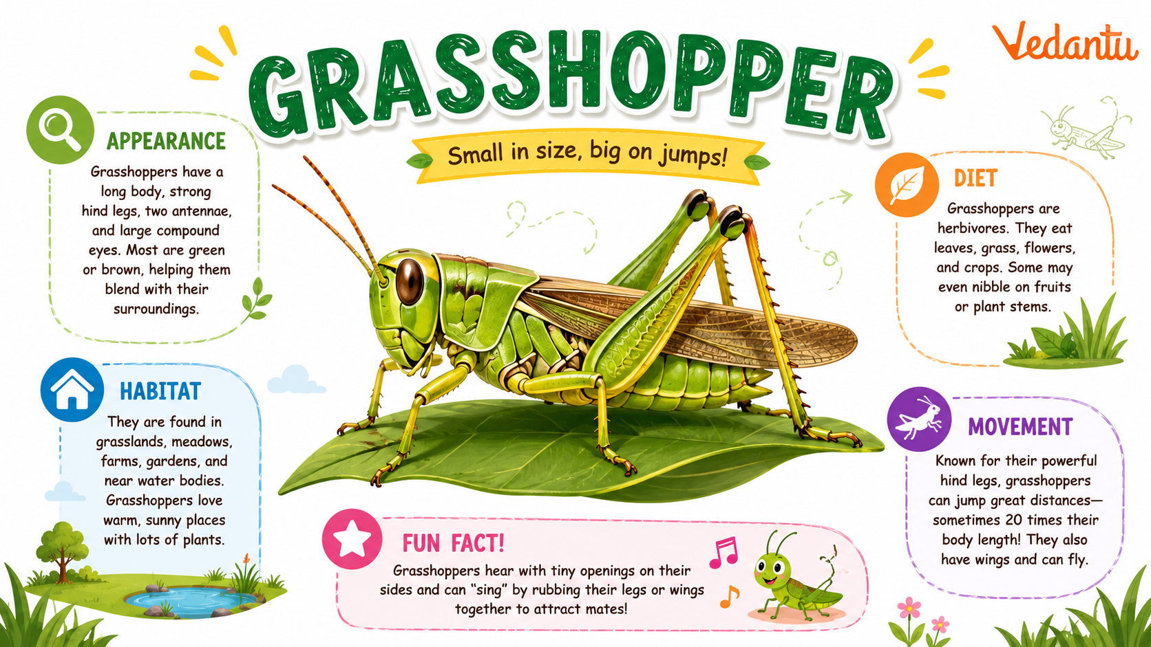Grasshopper insect sitting on green leaf