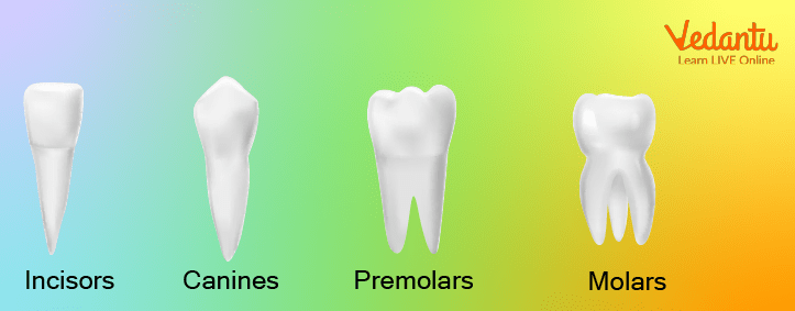 Types of Human Teeth