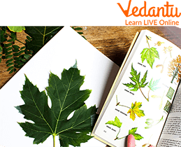 Leaf Journal