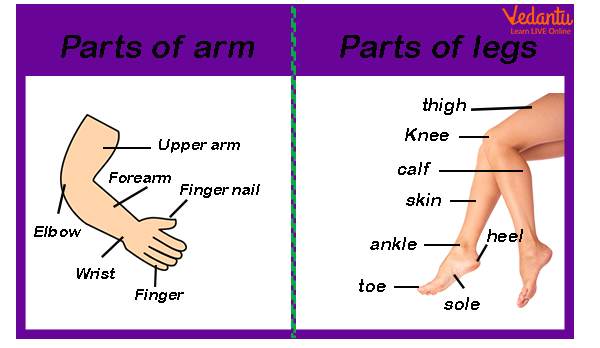 Parts of arm and legs