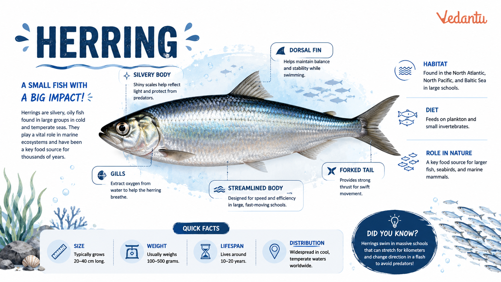 Herring fish swimming in the ocean
