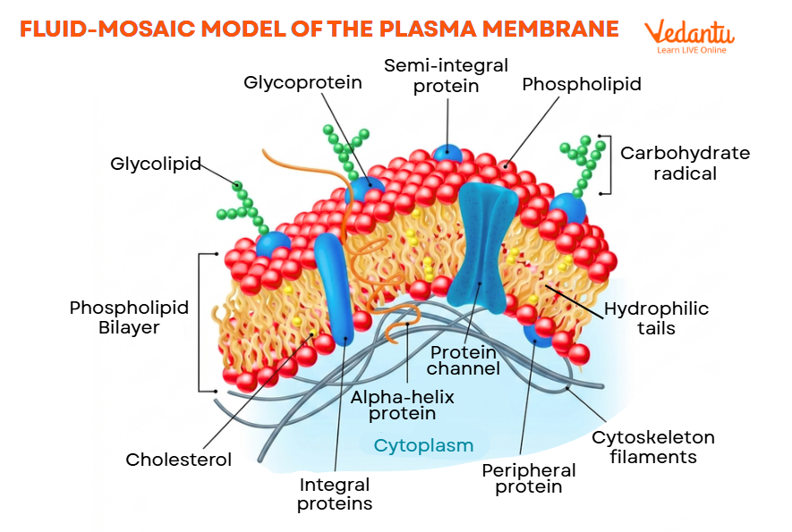 fluid-mosaic model of the plasma membrane