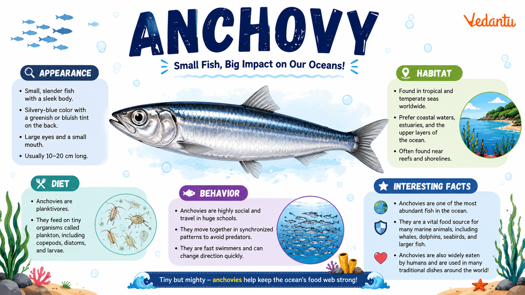 Anchovy fish swimming in ocean water