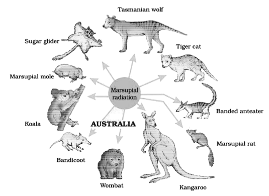 Australian marsupial