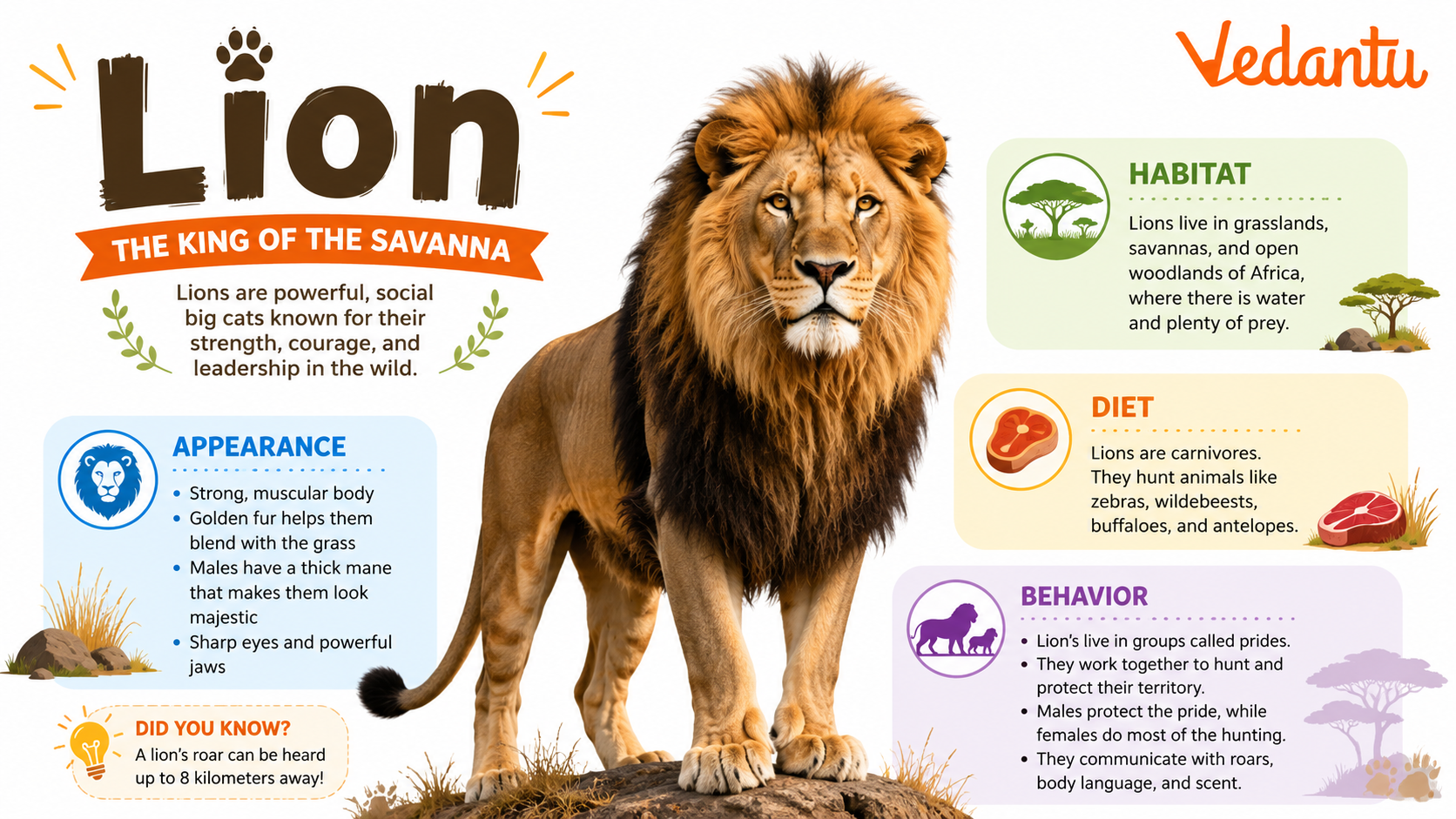 Lion wild animal standing in grassland habitat