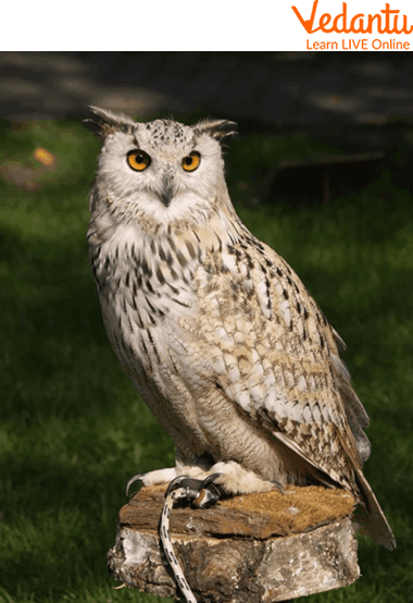 Owls of the Zoo