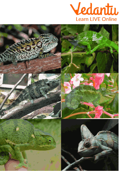 Chameleons of Different Colours and Sizes