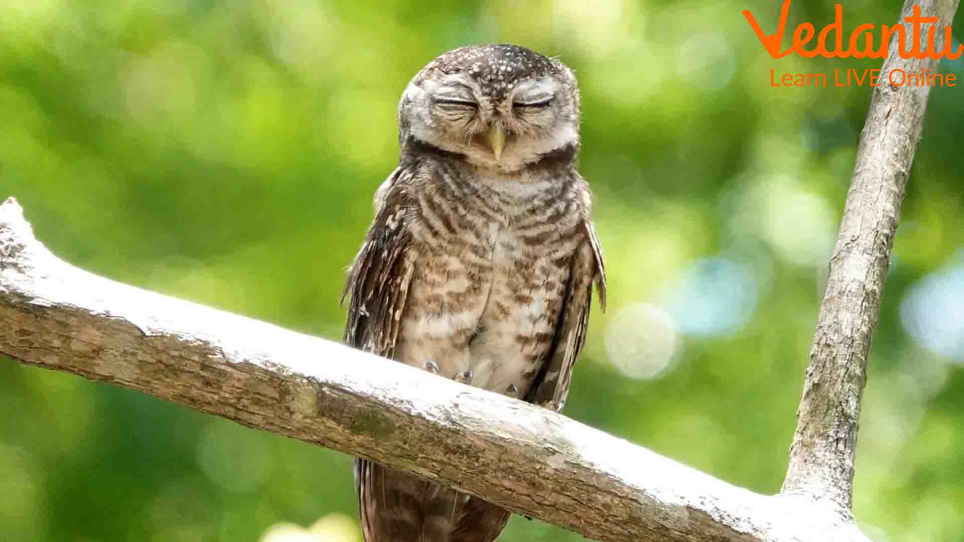 A bird sleeping on a branch