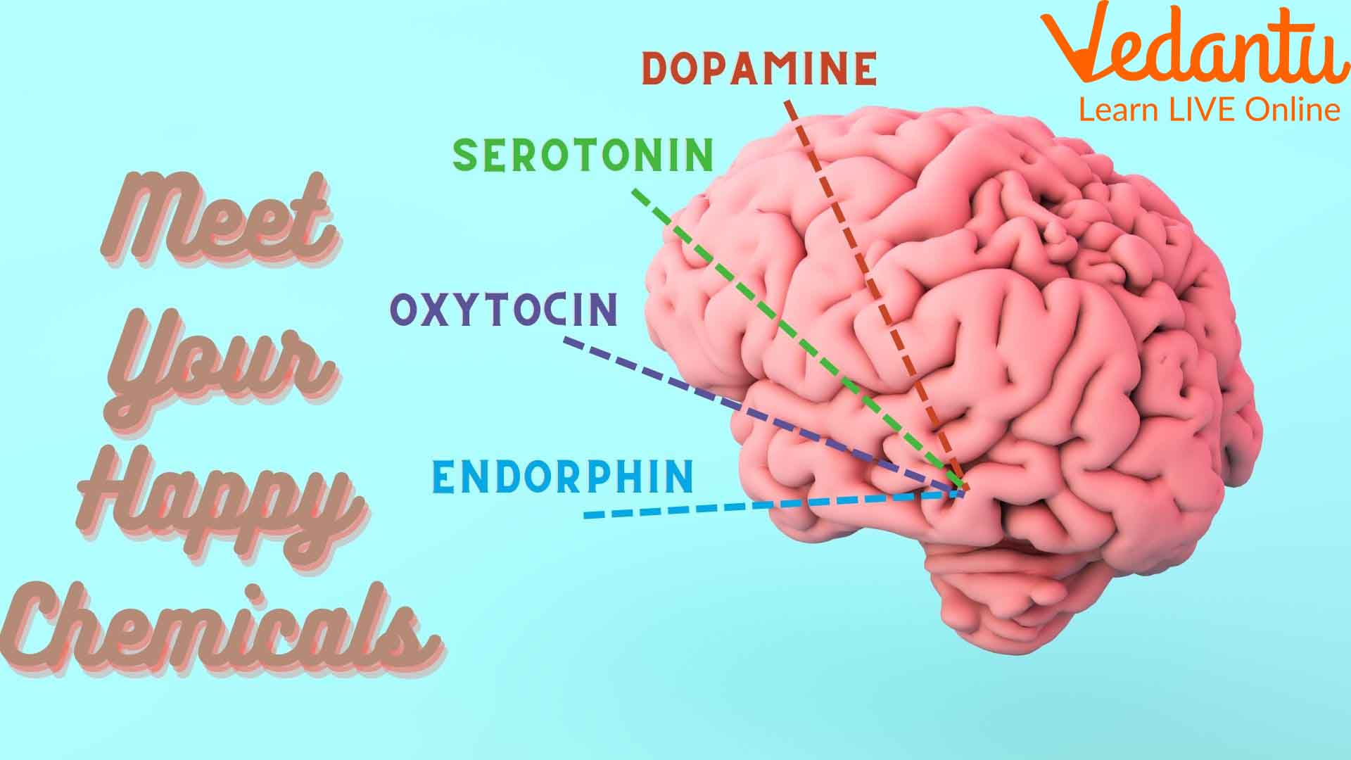 Happy Hormones in the Human Brain