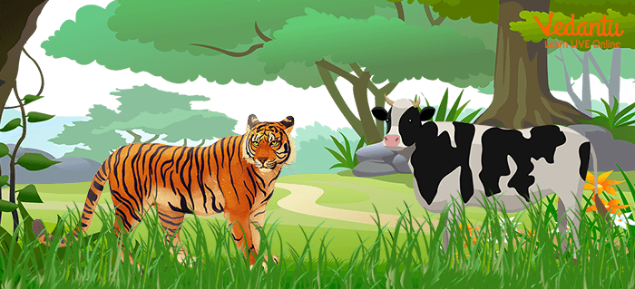Kalinga (the cow) and Arbhuta (the tiger)