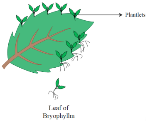 Leaf of Bryophyllum