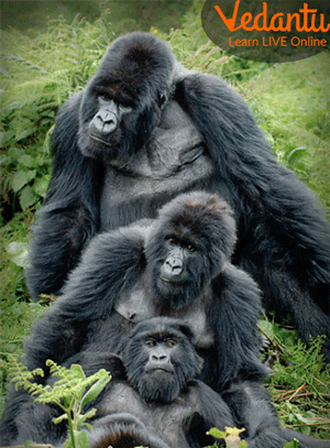 A gorilla and their family