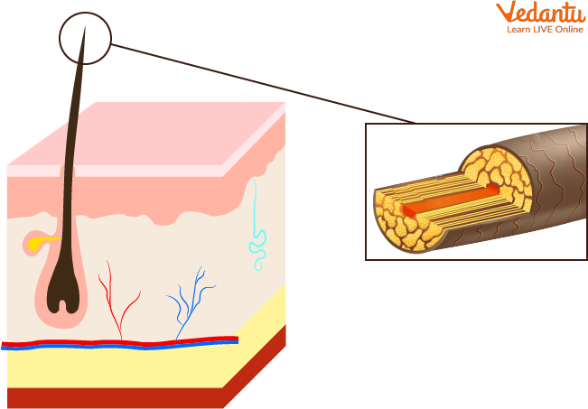Structure of Hair