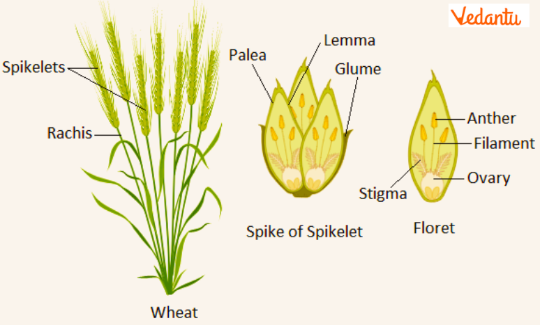 Spike of Spikelets