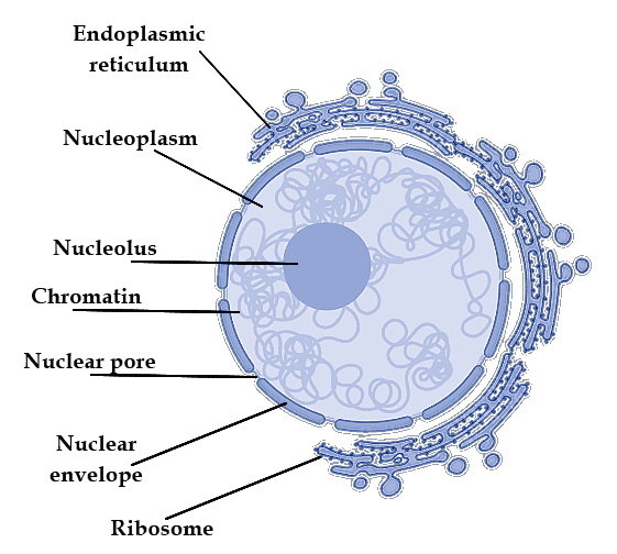 Nucleus having genetic material (DNA) enclosed in the nuclear membrane