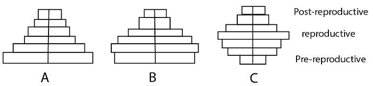 Different type of Age pyramids