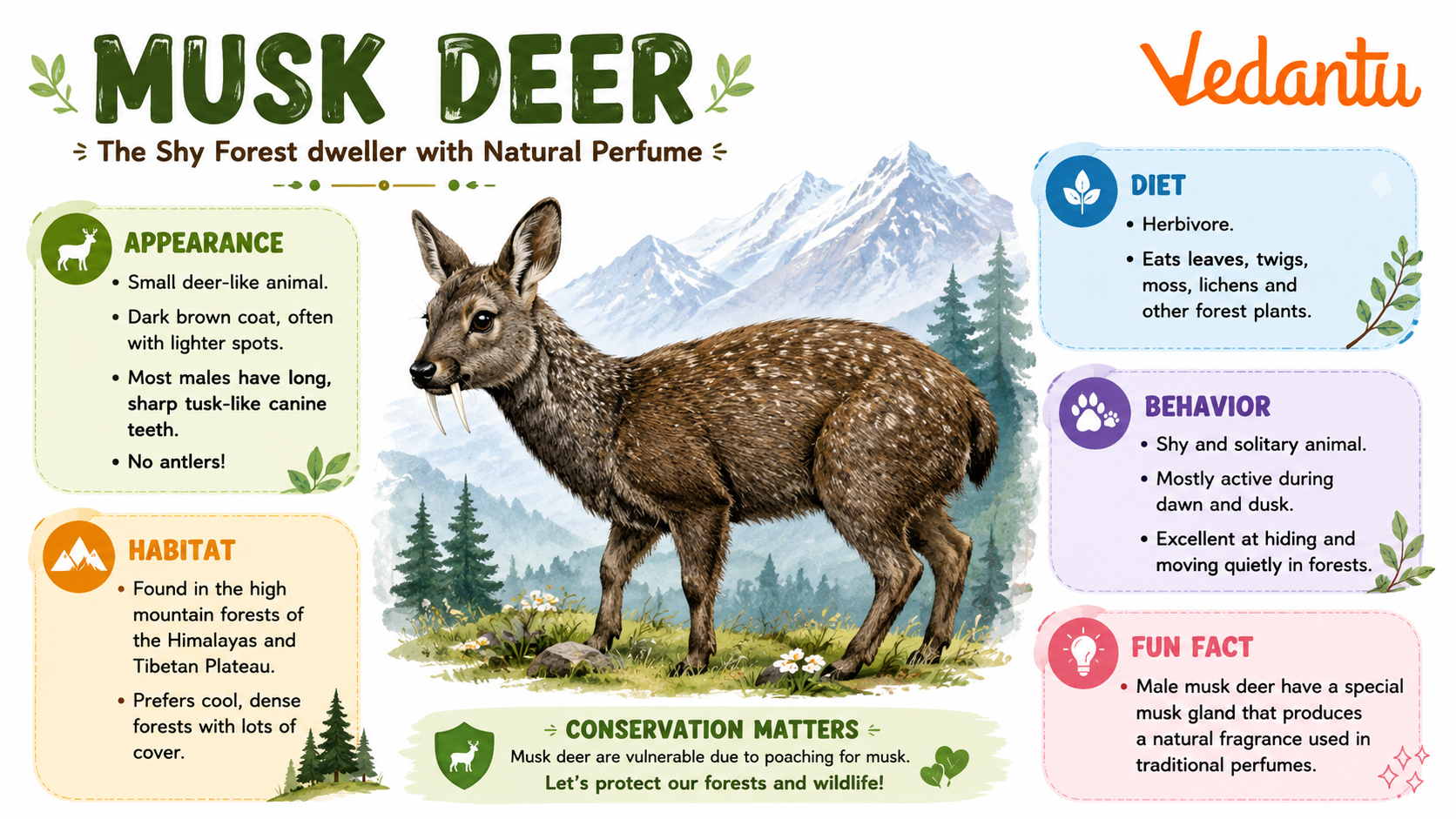 Musk Deer standing in mountainous forest habitat