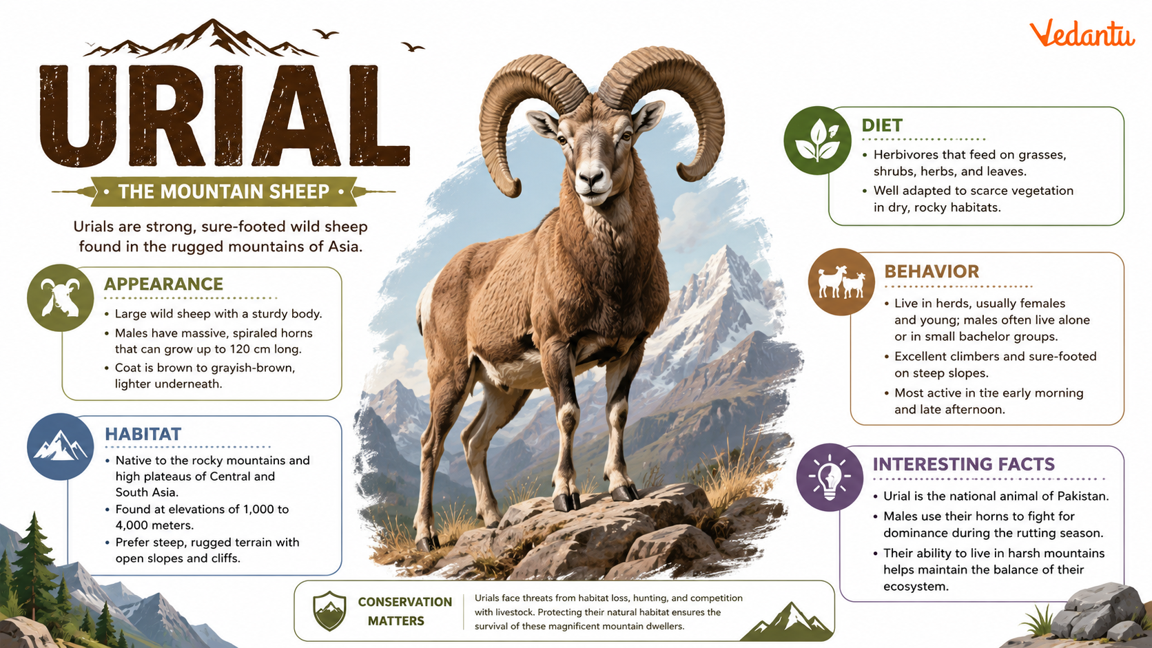 Urial wild sheep standing in rocky mountain habitat