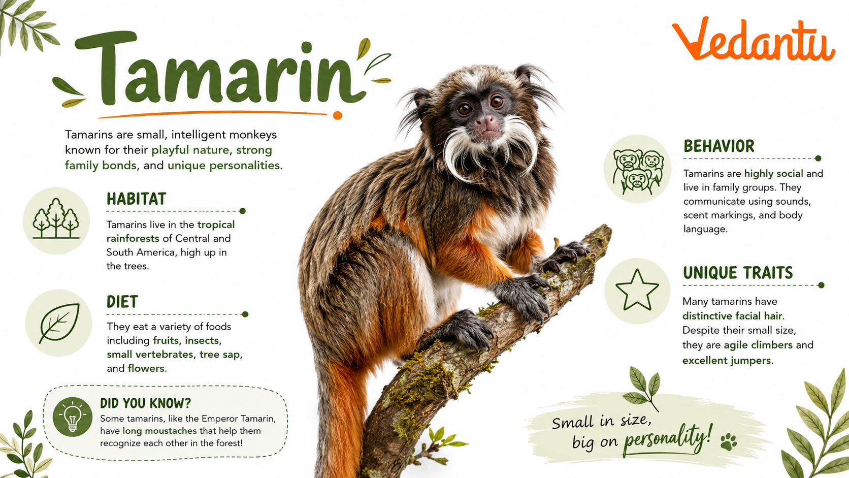 Tamarin monkey sitting on a tree branch