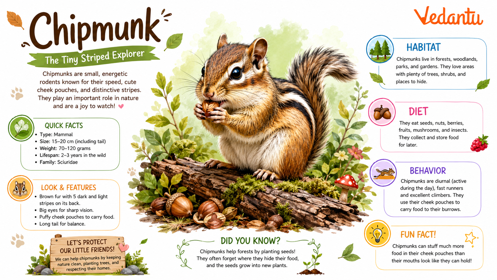 Chipmunk