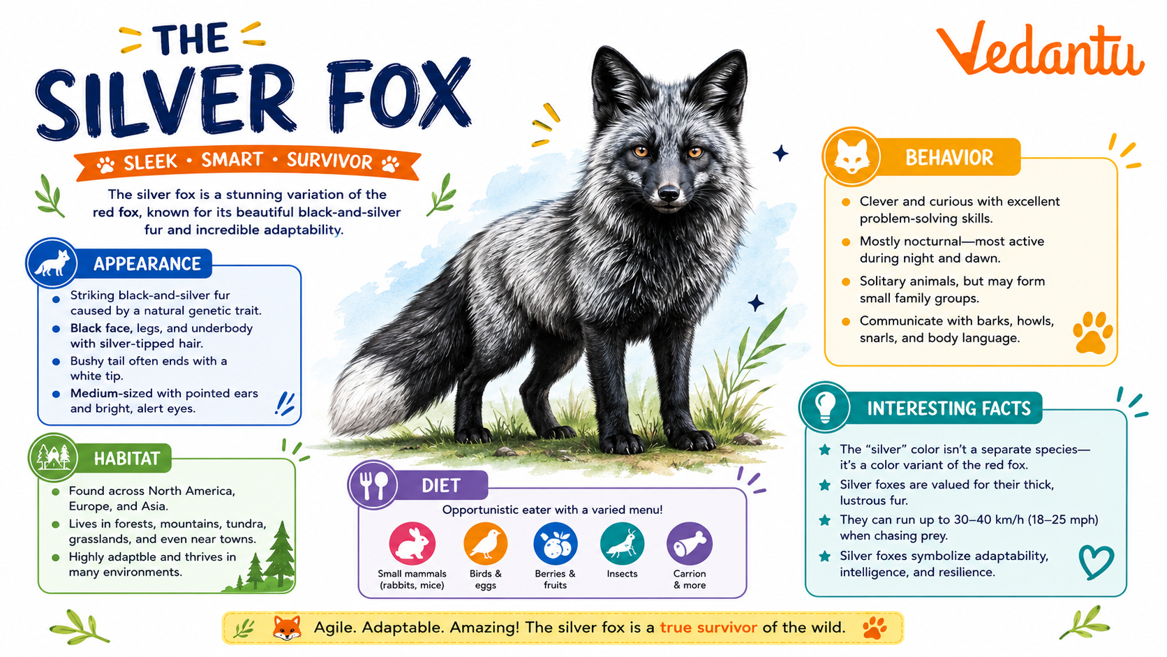 Silver Fox