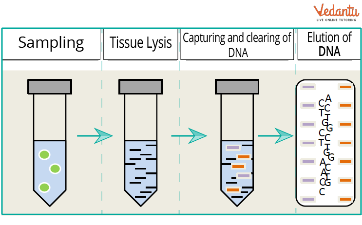 The extraction of DNA