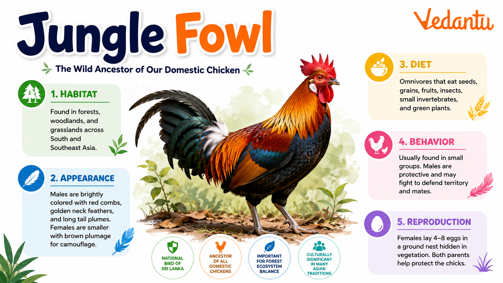 Jungle Fowl bird in natural habitat