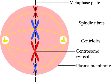 Metaphase