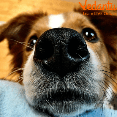 Image of a dog's nose
