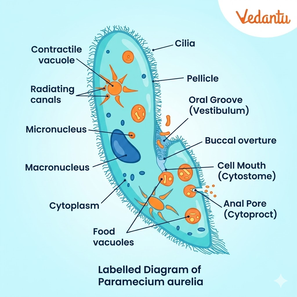 paramecium diagram