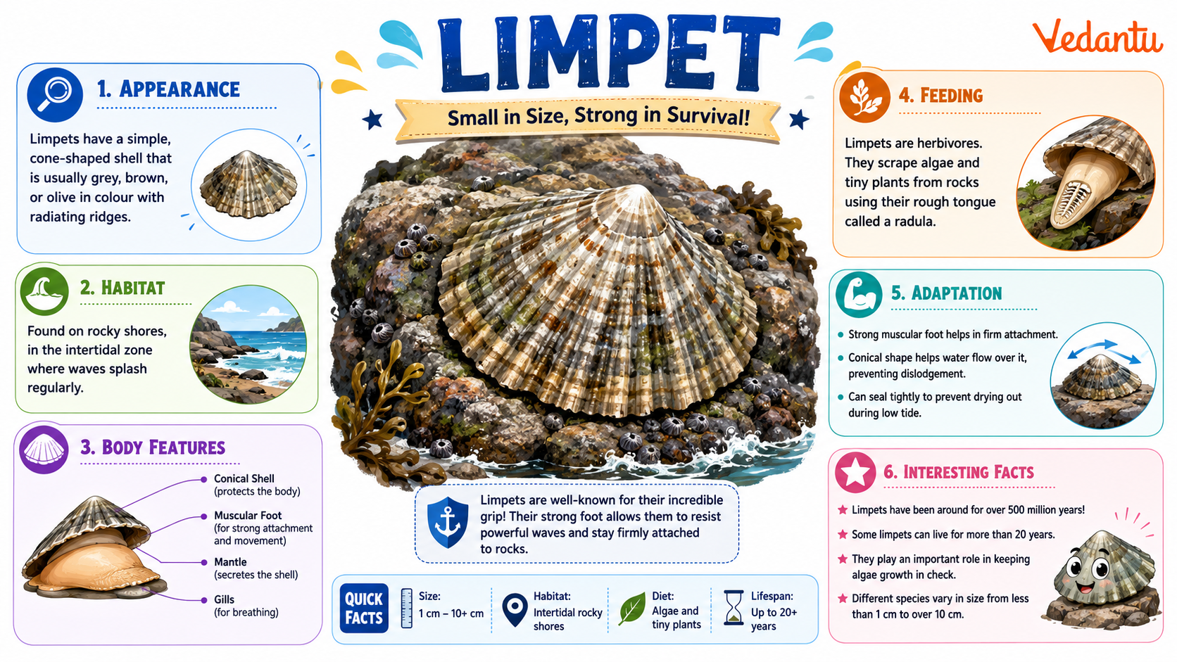 Limpet marine mollusc on rock surface