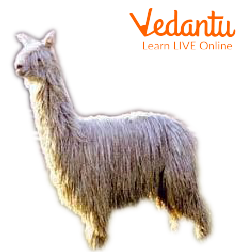 Scientific Name of Alpaca - Learn Important Facts and Details
