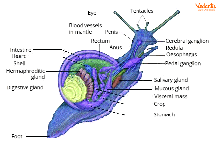 A Hermaphrodite animal- Snail