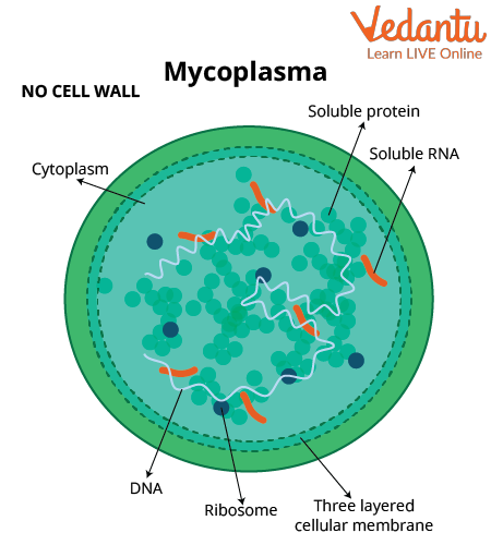 A Mycoplasma