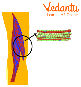 Skeletal Muscles