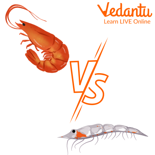 Krill VS Shrimp