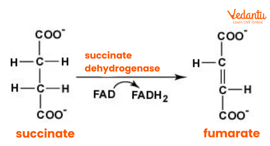 Succinate to Fumarate