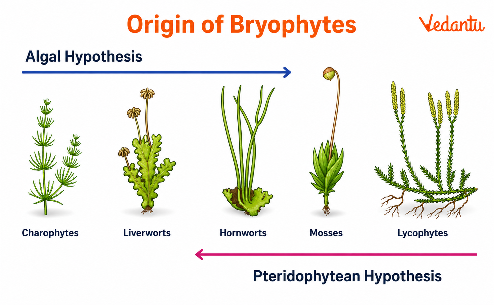 Origin of Bryophytes Diagram