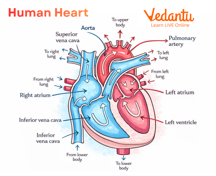 The Human Heart