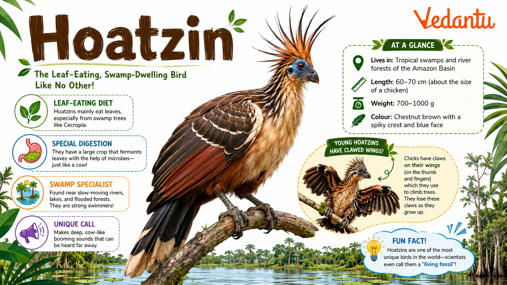 Hoatzin bird perched on a branch showing its crest and colourful feathers
