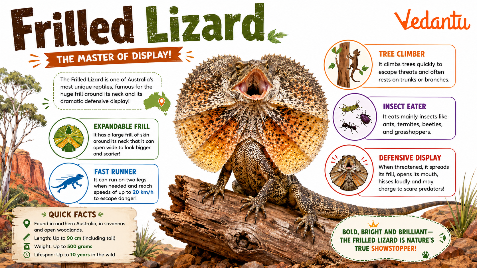 Frilled Lizard with large neck frill spread open