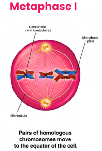 Meiosis I - Metaphase I
