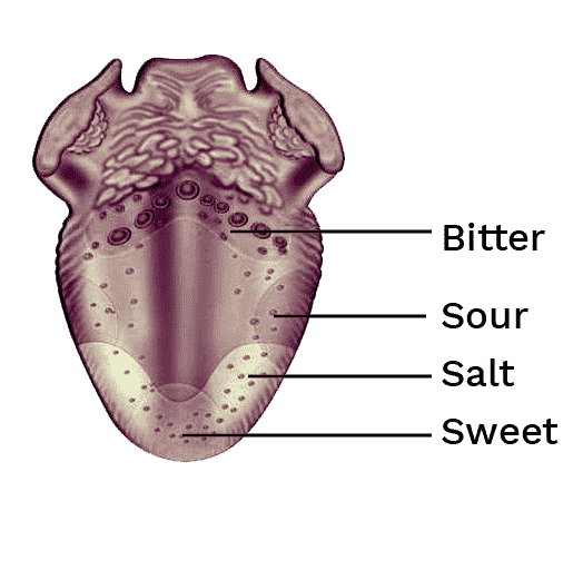 Oral cavity of mouth