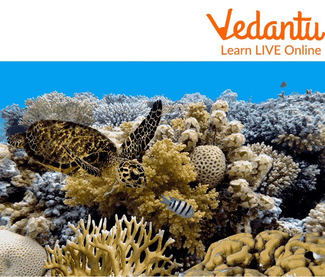 The Vast species living in the Great Barrier Reef