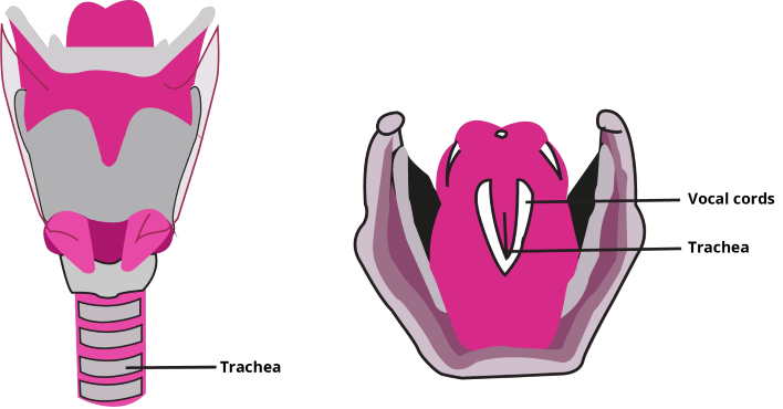 Side and Top view of Larynx new